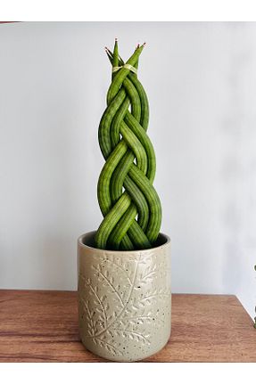 گیاهان داخل ساختمان SUKULENTİSTANBUL - کد 934305883