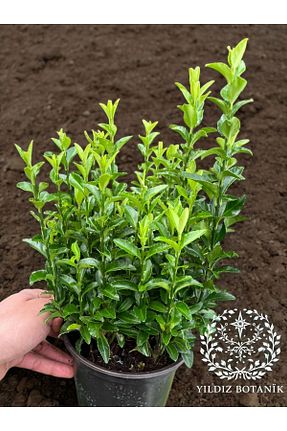  YILDIZ BOTANİK - کد 917988596