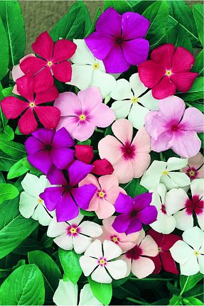 نهالها Gardina - کد 936839092