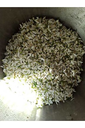 تونیک همه انواع پوست Fermescent - کد 322238796