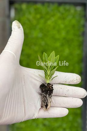 نهالها Gardina - کد 936839092