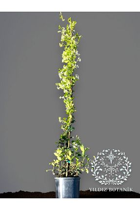  YILDIZ BOTANİK - کد 884055515