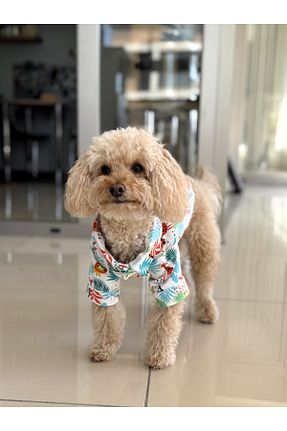  رنگی WoofTailor - کد 938438652