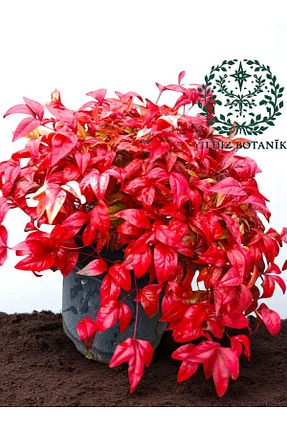 نهال کادویی YILDIZ BOTANİK - کد 884645571