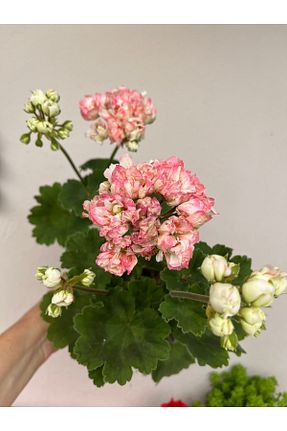 بذر و گیاه Birtutamrenk - کد 929260811