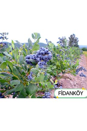 نهال میوه پیوندی Fidan - کد 887541249