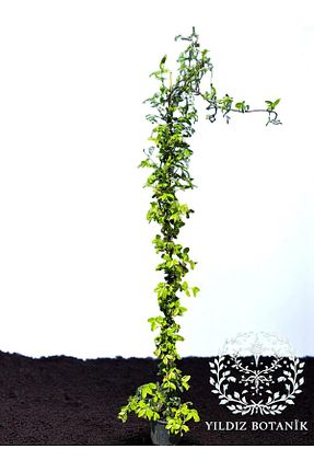  YILDIZ BOTANİK - کد 884055515