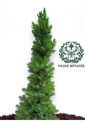 YILDIZ BOTANİK - کد 883726578