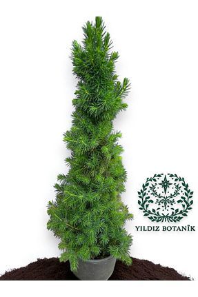  YILDIZ BOTANİK - کد 883726578