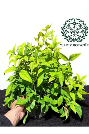 نهال کادویی YILDIZ BOTANİK - کد 884645571