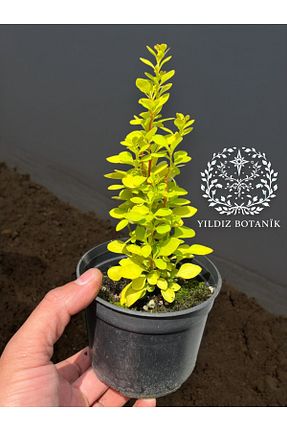  YILDIZ BOTANİK - کد 929667876