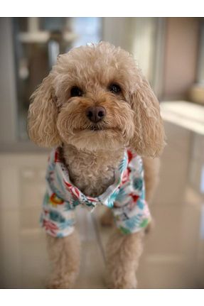  رنگی WoofTailor - کد 938438652