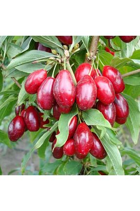 نهال میوه پیوندی Doğan Fidancılık - کد 815904127