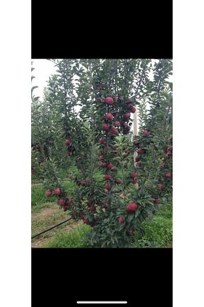 نهال میوه پیوندی EBZ - کد 930237758