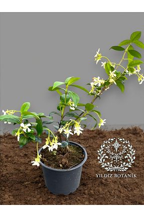 گیاه پایه کوتاه گلدار YILDIZ BOTANİK - کد 939463778