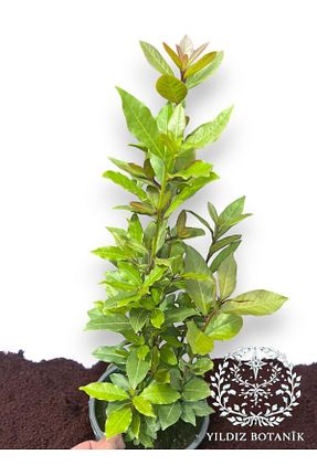  YILDIZ BOTANİK - کد 884284881