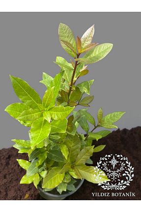  YILDIZ BOTANİK - کد 884284881