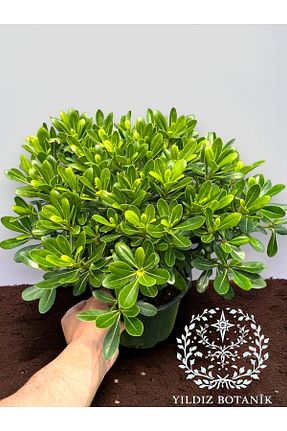 گیاه پایه کوتاه گلدار YILDIZ BOTANİK - کد 906284161