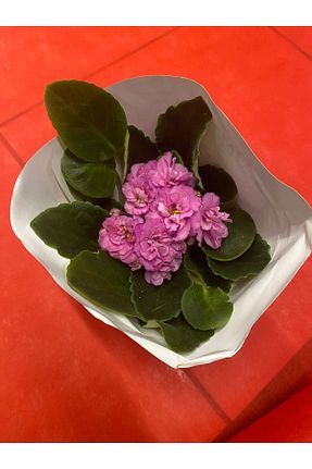 گیاهان داخل ساختمان ÜÇLER ÇİÇEK - کد 97600209