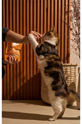 جایزه گربه  kito - کد 889683375