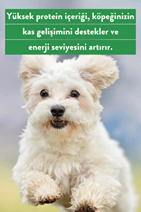 جایزه گربه  kito - کد 889683375