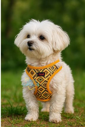 Günlük Ayakkabı رنگی Pets Carnival - کد 925317897