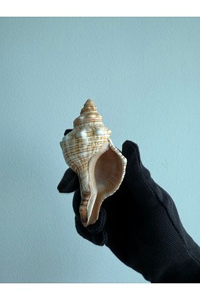 دکوراسیون و اکسسوری اکواریوم Seashell Rio - کد 942044472
