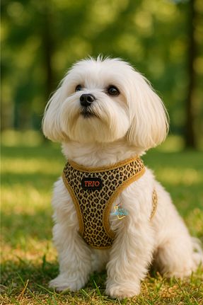Günlük Ayakkabı رنگی Pets Carnival - کد 925317511