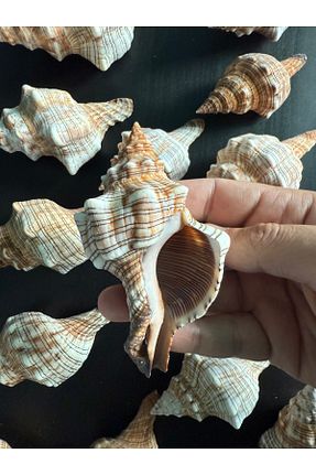 دکوراسیون و اکسسوری اکواریوم Seashell Rio - کد 942044472