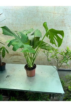 گیاهان داخل ساختمان GoldLotus - کد 284859866