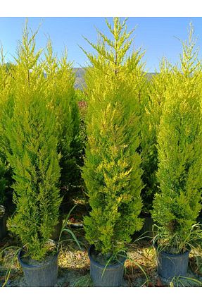 گیاهان داخل ساختمان MorDekor - کد 941592707
