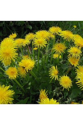 بذرها Bitki Tohumları AnamurNaturel - کد 138602363