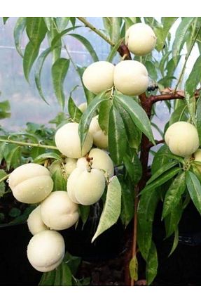 نهال میوه پیوندی Bahçem Fidancılık - کد 789434074