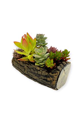 گلدان قهوه ای SUCCART - کد 944514687