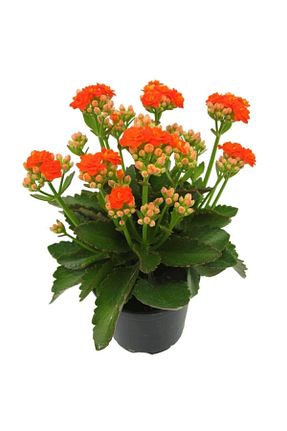 گیاهان داخل ساختمان KAMONDO TOHUM - کد 944284122
