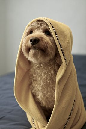  زرد WoofTailor - کد 941567013