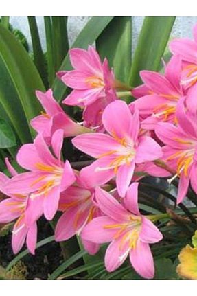 پیاز گل CANBOTANİK - کد 947407283