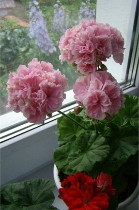 بذرها Çiçek Tohumu LOBELYA TOHUMCULUK - کد 139747552