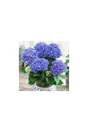 نهال میوه پیوندی NANDİNA BOTANİK - کد 126799788
