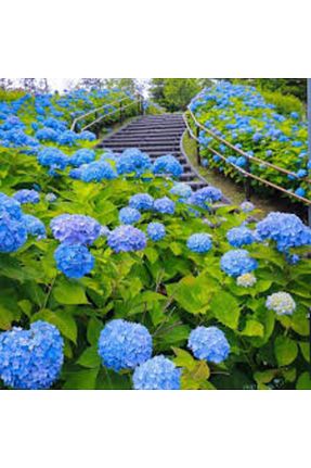 نهال میوه پیوندی NANDİNA BOTANİK - کد 126799788