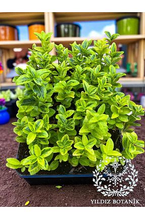 نهالها YILDIZ BOTANİK - کد 884524860