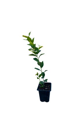 نهال میوه پیوندی Öner Fidancılık - کد 952505784