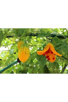 محصولات گیاهی Otlu Bahçe - کد 824602644