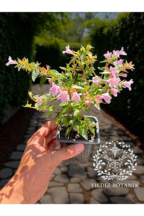 گیاه پایه کوتاه گلدار YILDIZ BOTANİK - کد 939466284