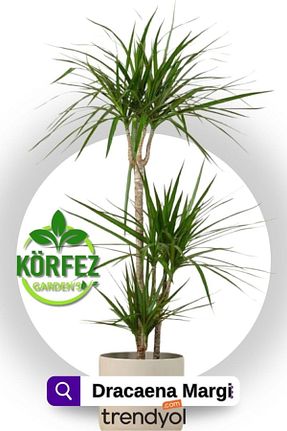 گیاهان داخل ساختمان Garden Online - کد 797949833