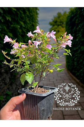 گیاه پایه کوتاه گلدار YILDIZ BOTANİK - کد 939466284