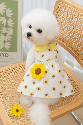  زرد Dolce Pets - کد 749195596