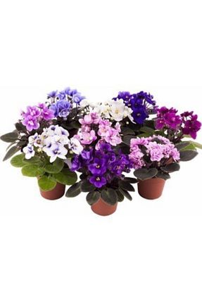 گیاهان داخل ساختمان Çiçek - کد 158396385