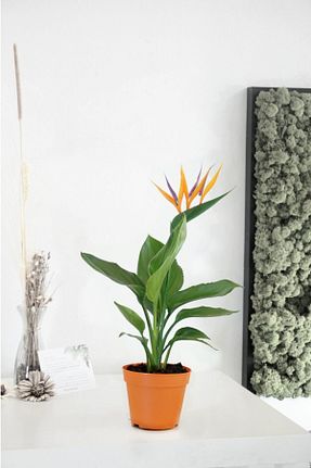 گیاهان داخل ساختمان NANDİNA BOTANİK - کد 196143120