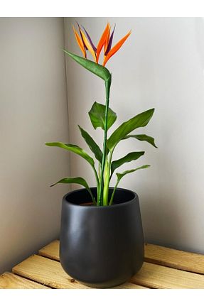 گیاهان داخل ساختمان NANDİNA BOTANİK - کد 196143120